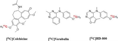 Preliminary Evaluations of [11C]Verubulin: Implications for Microtubule Imaging With PET